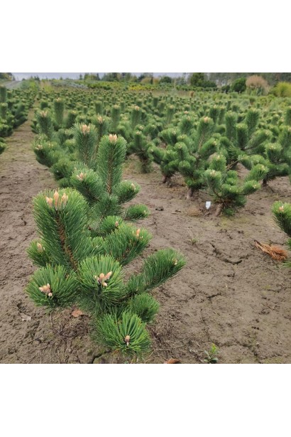 Сосна чорна / австрійська Орегон Грін в полі